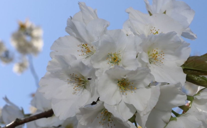 桜の季節。園児のお散歩エリア「あいち健康の森」もキレイなお花が満開です！