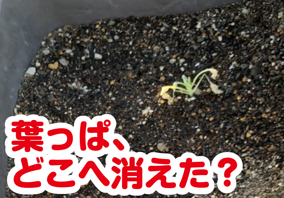 芽キャベツ なごころ保育園